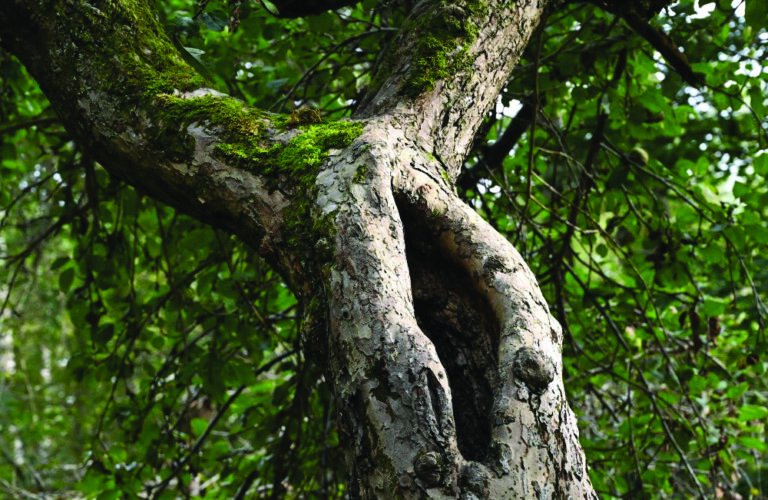 L’arbre mort donne la vie – Saint-Hubert – Jour 6